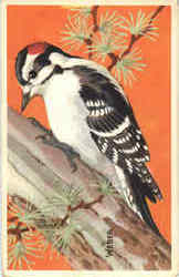 Downy Woodpecker Birds Postcard Postcard