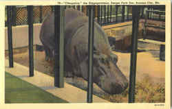 Cleopatra The Hippopotamus, Swope Park Zoo Postcard