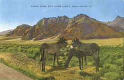 Desert Scene With Burro Family Reno, NV Postcard Postcard