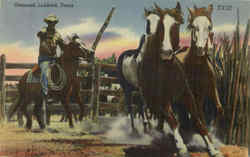 Untamed Lubbock, TX Postcard Postcard