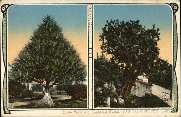 Screw Palm and Cochineal Cactus Bermuda