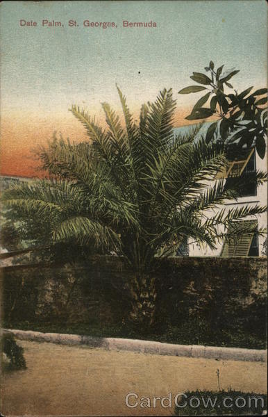 Date Palm St. Georges Bermuda