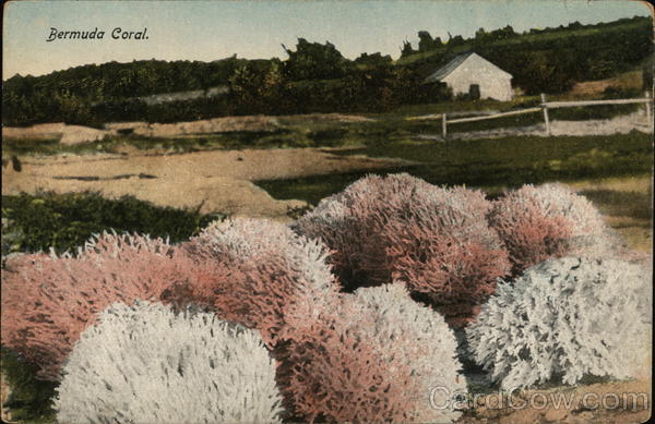 Bermuda Coral