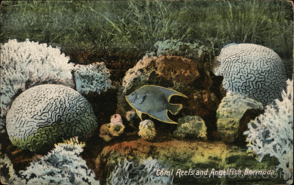 Coral Reefs and Angelfish Bermuda