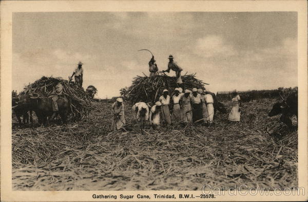 Gathering Sugarcane, Trinidad Caribbean Islands