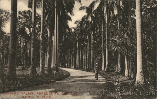 Cabbage Palms, Peredeniya Gardens Kandy Ceylon Southeast Asia