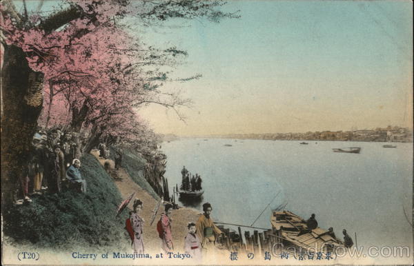 Cherry of Mukojima, at Tokyo Japan