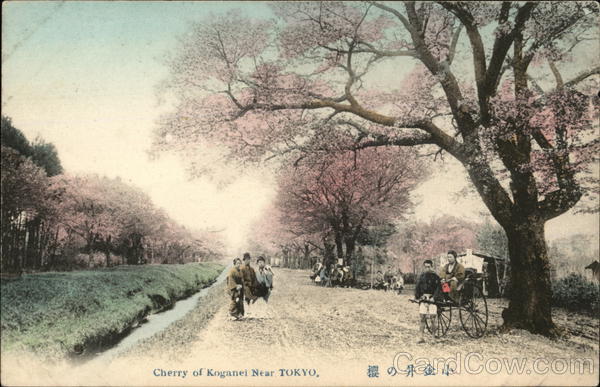 Cherry of Koganei near Tokyo Japan