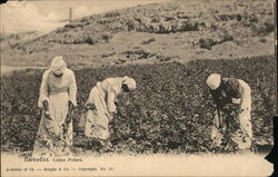 Cotton Pickers Cotton Pickers