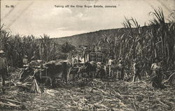 Taking off the Crop, Sugar Estate Taking off the Crop, Sugar Estate