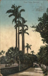 Royal Palms Postcard