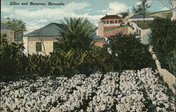 Lilies and Bananas, Bermuda Postcard