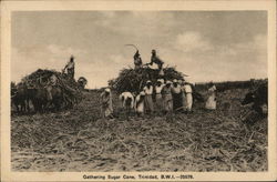 Gathering Sugarcane, Trinidad Gathering Sugarcane, Trinidad