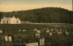 Onion Crop Bermuda Postcard Postcard