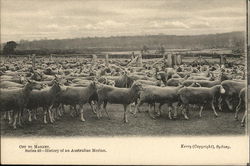 Off to Market. Series 46 - History of an australian Merlino Postcard Postcard