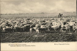 Mustering for Lamb-Warking. Series 46- History of an Australian Merlino Postcard Postcard