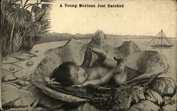 A Joung Mexican Just Hatched A Joung Mexican Just Hatched