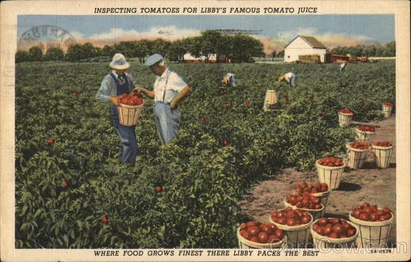 Inspecting Tomatoes for Libby's Famous Tomato Juice