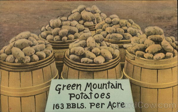 Green Mountain Potatoes 163 BBLS. Per Acre Farming