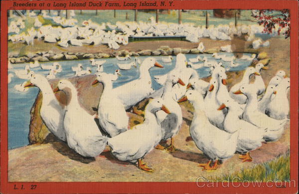 Breeders of a Long Island Duck Farm New York