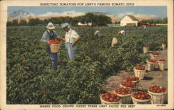 Inspecting Tomatoes for Libby's Famous Tomato Juice Postcard