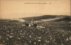 Spraying Maine Potato Field in Bloom Spraying Maine Potato Field in Bloom
