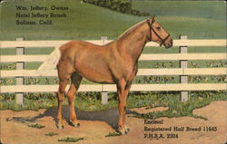 Hotel Jeffery Ranch / Encinal Registered Half Breed 11645 PHBA 2304 Postcard