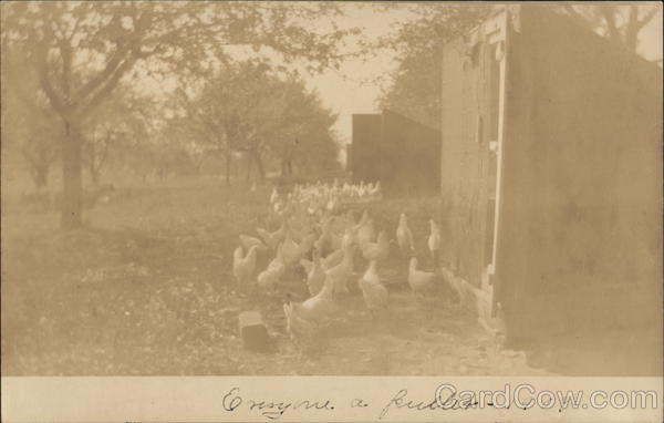 Lots of Chickens Farming
