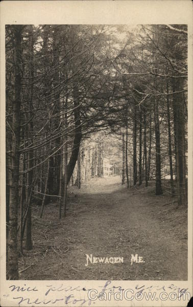 Woodland Scene Newagen Maine