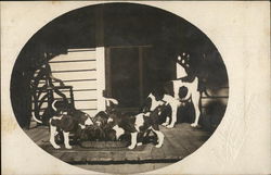 A liter of Black and White Puppies eat together on a Porch while Mom Watches. A liter of Black and White Puppies eat together on a Porch while Mom Watches.