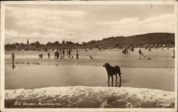 People and dogs on the Beach People and dogs on the Beach