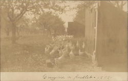 Lots of Chickens Lots of Chickens