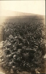 Pineapple Field Postcard