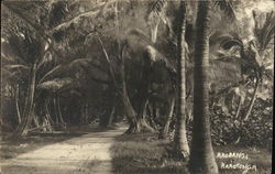 Arorangi Road Postcard