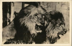 Gay's Lion Farm Postcard