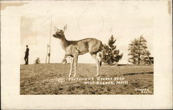 Wildlife near Lake George West Branch, MI Postcard Postcard Postcard