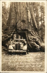 The Wawona Tree, Mariposa Grove Postcard