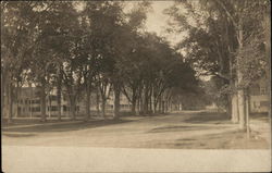 Street-Level View of Tree-Lined Avenue Postcard