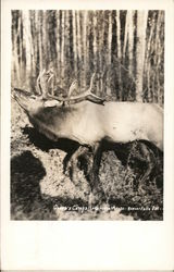 Elk at Green's Camps, Lake of the Woods Nestor Falls, ON Canada Ontario Postcard Postcard Postcard