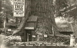 Worl Famous Tree House, Redwood Highway Leggett, CA Postcard Postcard 