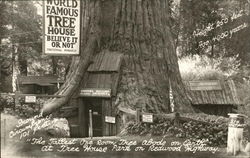 Worl Famous Tree House, Redwood Highway Leggett, CA Postcard Postcard Postcard