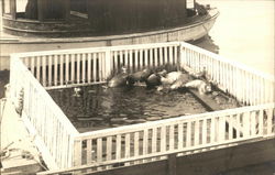 Sea Lions on Fenced Dock Postcard Postcard Postcard