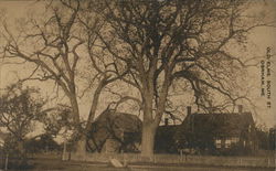 Old Elms, South St. Gorham, ME Postcard Postcard Postcard