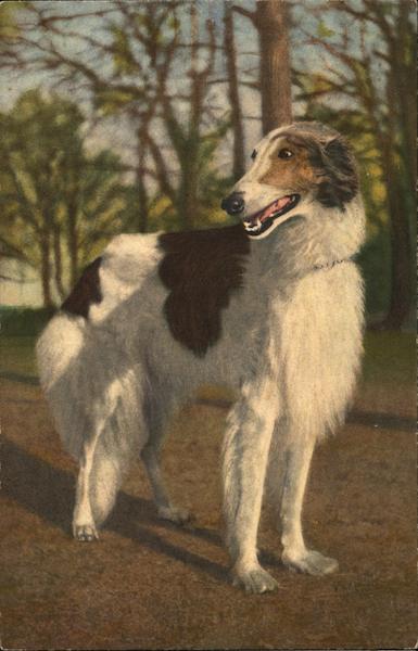 Borzoi Dogs