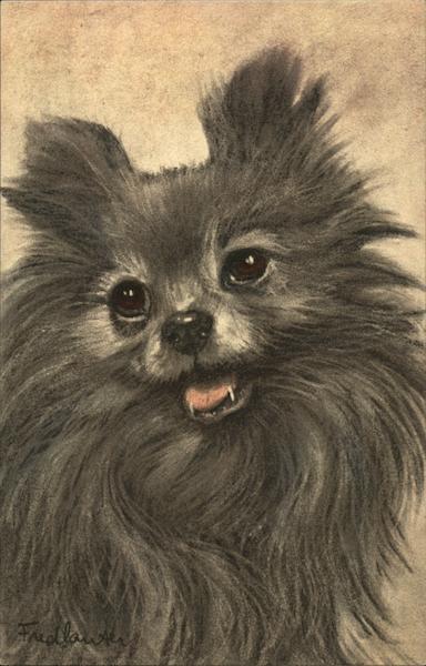Closeup Drawing of Pomerian Breed's Face Dogs