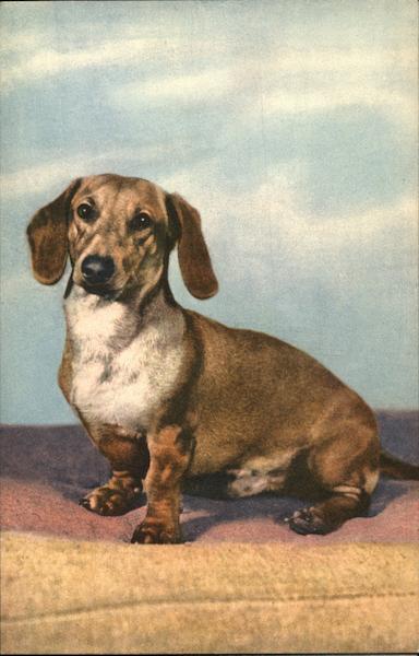 Dachshund Dachshunds