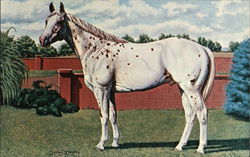 Prince Plaudit-Stallion T-55,156 Prince Plaudit-Stallion T-55,156