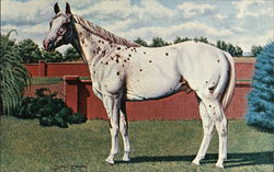 Prince Plaudit-Stallion T-55,156 Horses Postcard Postcard Postcard