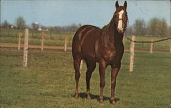"Shanghai Pierce", Quarterhorse "Shanghai Pierce", Quarterhorse