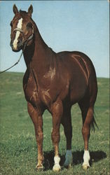 Two Eyed Jack, AQHA Champion Two Eyed Jack, AQHA Champion